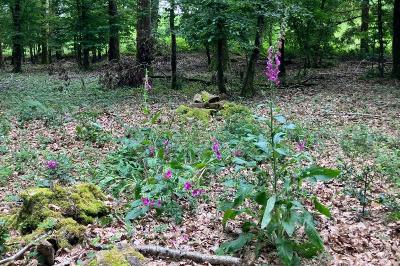 Digitalis purpurea