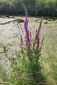 <i>Lythrum salicaria</i>