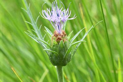 Carthamus mitissimus