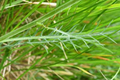 <i>Carthamus mitissimus</i>