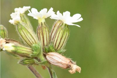 Silene latifolia