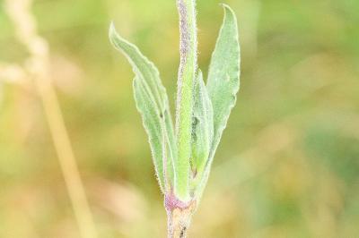 <i>Silene latifolia</i>
