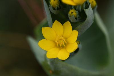 Blackstonia perfoliata