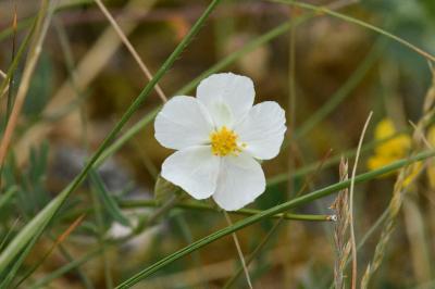<i>Helianthemum apenninum</i>