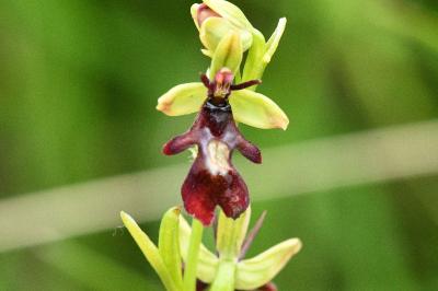<i>Ophrys insectifera</i>