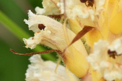 <i>Orobanche picridis-hieracioidis</i>