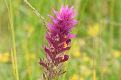 <i>Melampyrum arvense</i>