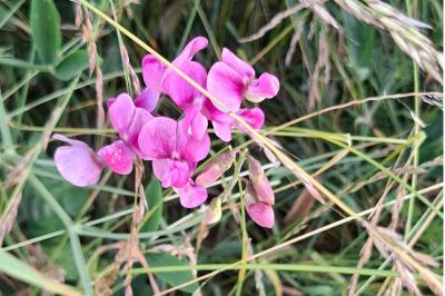 <i>Lathyrus sylvestris</i>