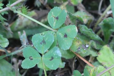 <i>Medicago arabica</i>