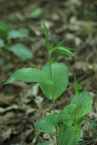 <i>Epipactis helleborine</i>
