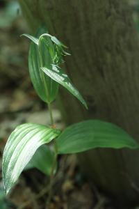 <i>Epipactis helleborine</i>