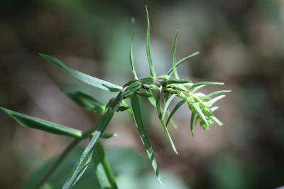 Epipactis helleborine