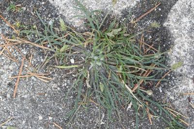 Plantago coronopus