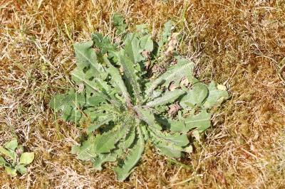 Hypochaeris radicata