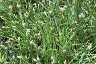 <i>Isolepis fluitans</i>