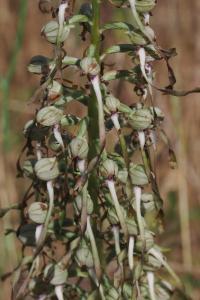 <i>Himantoglossum hircinum</i>