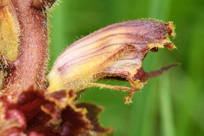 <i>Orobanche gracilis</i>