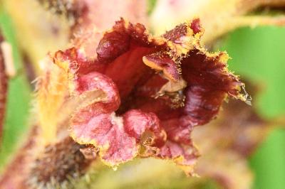 <i>Orobanche gracilis</i>