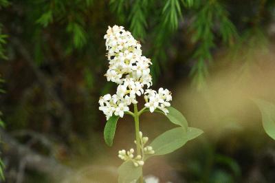 Ligustrum vulgare