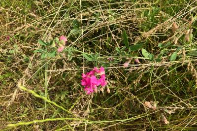 <i>Lathyrus tuberosus</i>