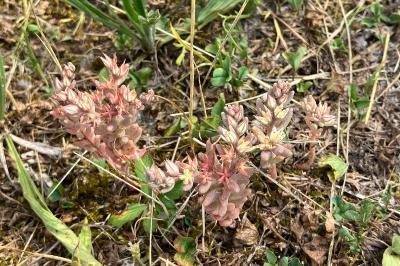 <i>Sedum rubens</i>
