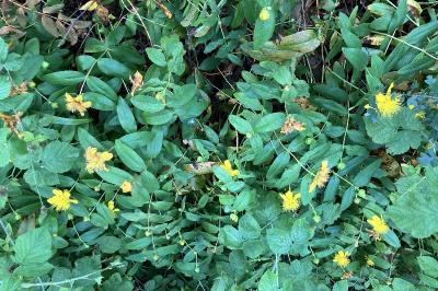 <i>Hypericum calycinum</i>