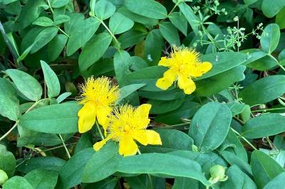 <i>Hypericum calycinum</i>