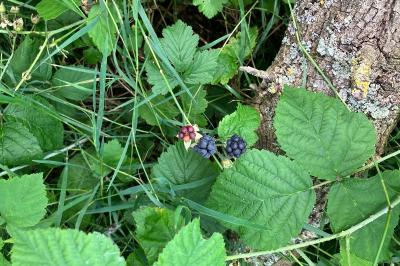 <i>Rubus caesius</i>
