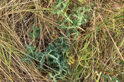 Eryngium campestre