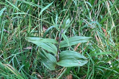 <i>Epipactis helleborine</i>
