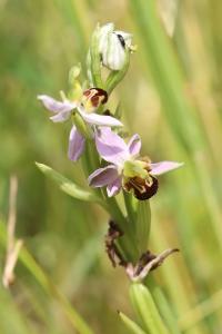 <i>Ophrys apifera</i>
