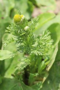 <i>Matricaria discoidea</i>