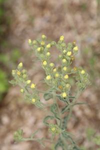 <i>Andryala integrifolia</i>