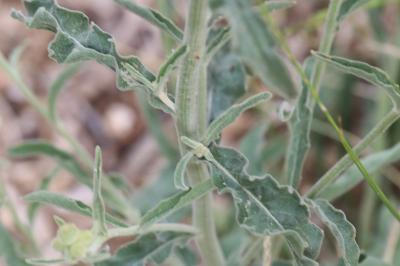 <i>Andryala integrifolia</i>