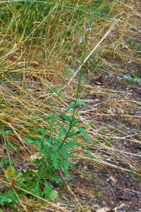 <i>Verbena officinalis</i>