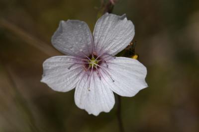 <i>Linum tenuifolium</i>