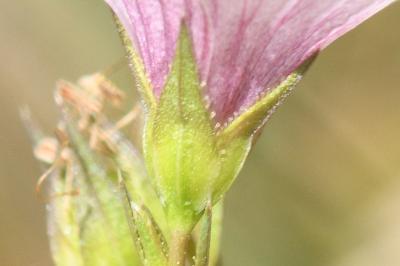 <i>Linum tenuifolium</i>