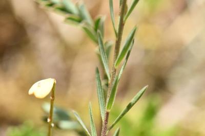 <i>Linum tenuifolium</i>