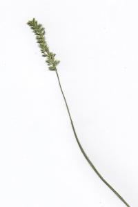 <i>Melica ciliata</i>