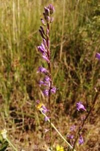 <i>Lobelia urens</i>