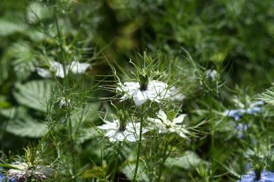<i>Nigella damascena</i>