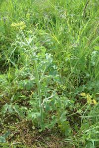 <i>Pastinaca sativa</i>