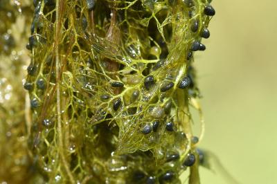 <i>Utricularia neglecta</i>