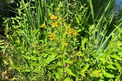 <i>Lysimachia vulgaris</i>