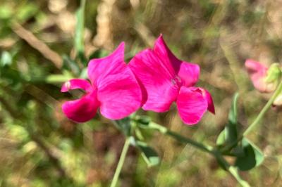 <i>Lathyrus tuberosus</i>
