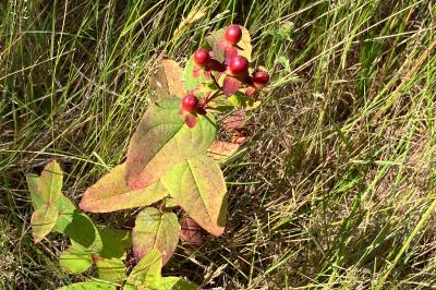<i>Hypericum androsaemum</i>