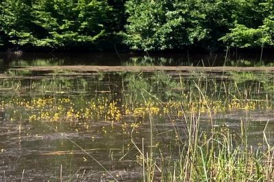<i>Utricularia</i>