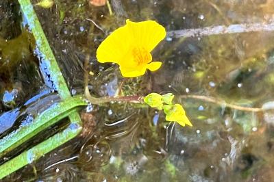 <i>Utricularia</i>