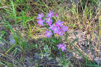 <i>Centaurium erythraea</i>