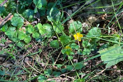 <i>Lysimachia nummularia</i>